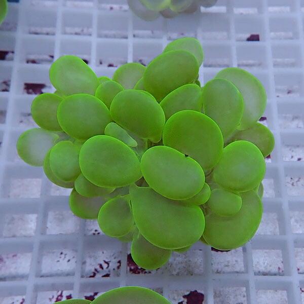 日本産 サンゴ現物17 バブルコーラル B 1906 海水魚 サンゴ 生体 輝く高品質な Ashtelmarketing Com