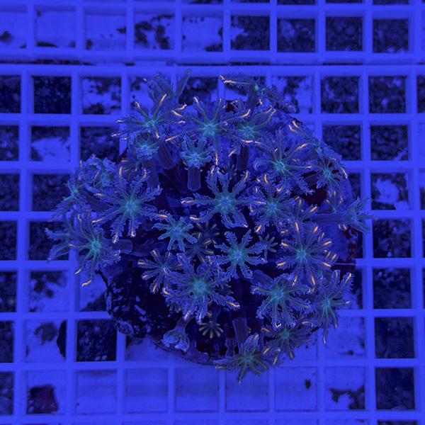 【サンゴ現物6】ツツウミヅタサンゴ オレンジ!15時までのご注文で当日発送 【サンゴ】(t226 | 