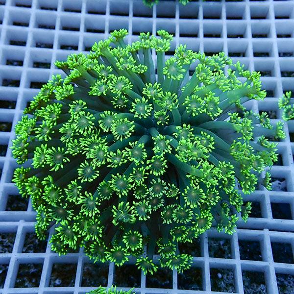 【サンゴ現物16】ハナガササンゴ!15時までのご注文で当日発送【サンゴ】(t140 | 