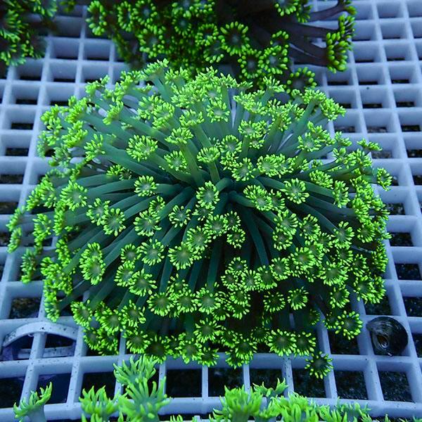 【サンゴ現物20】ハナガササンゴ!15時までのご注文で当日発送【サンゴ】(t140 | 