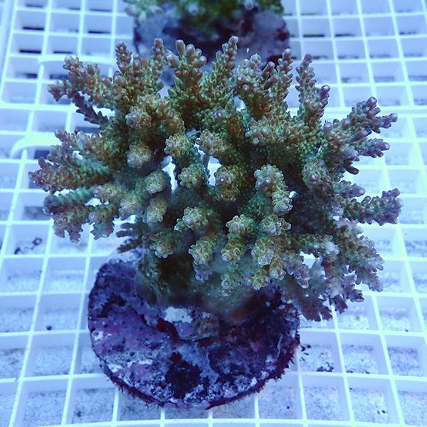 ランキング第1位 海水魚 生体 サンゴ 海水魚 B 2254 サンゴ現物58 ブリードミドリイシ 生体はアクアギフトにお任せ サンゴ 観賞魚 生体