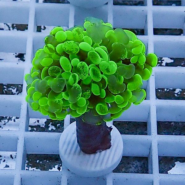 【サンゴ現物66】ナガレハナサンゴ フラグ!15時までのご注文で当日発送 【サンゴ】(t136 | 