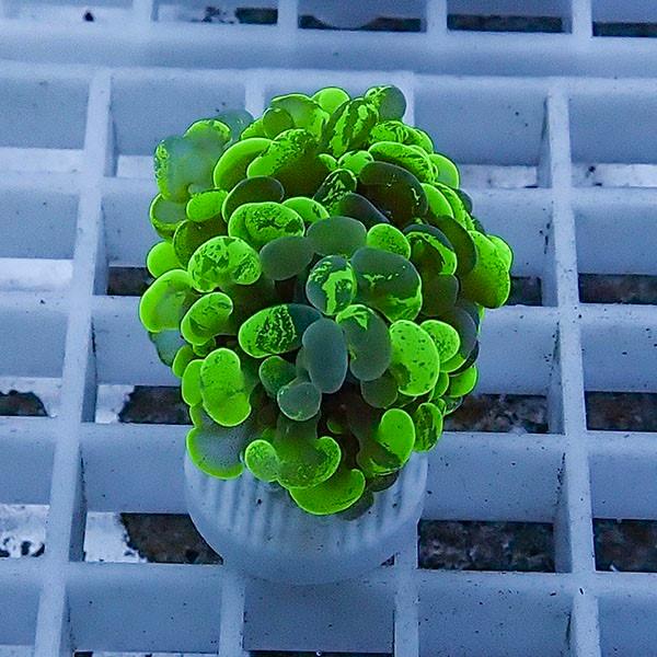 【サンゴ現物67】ナガレハナサンゴ フラグ!15時までのご注文で当日発送 【サンゴ】(t136 | 