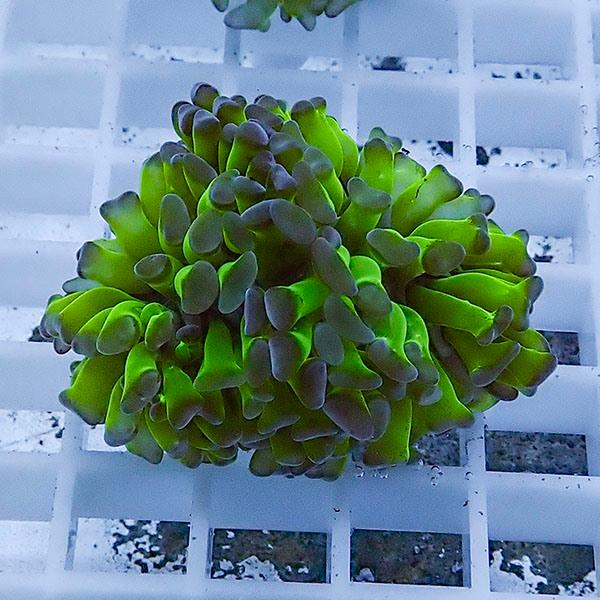 【サンゴ現物68】ナガレハナサンゴ フラグ!15時までのご注文で当日発送 【サンゴ】(t136 | 