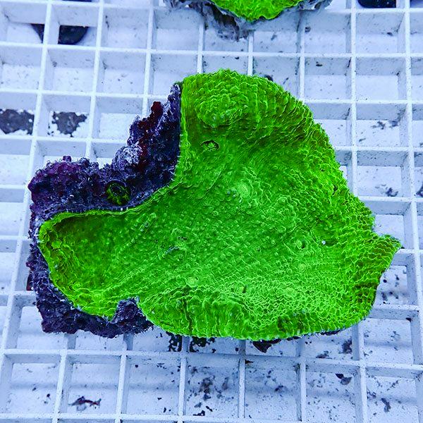 【サンゴ現物8】 キッカサンゴ!15時までのご注文で当日発送 【サンゴ】(t224 | 