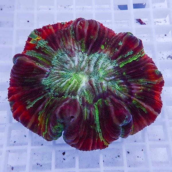 サンゴ現物17 ブレインコーラル B 2452 海水魚 サンゴ 生体 B 2452 アクアギフト 通販 Yahoo ショッピング