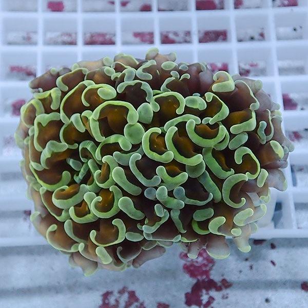 独創的 サンゴ現物271 ナガレハナサンゴ 15時までのご注文で当日発送 即納 最大半額 Www Muslimaidusa Org