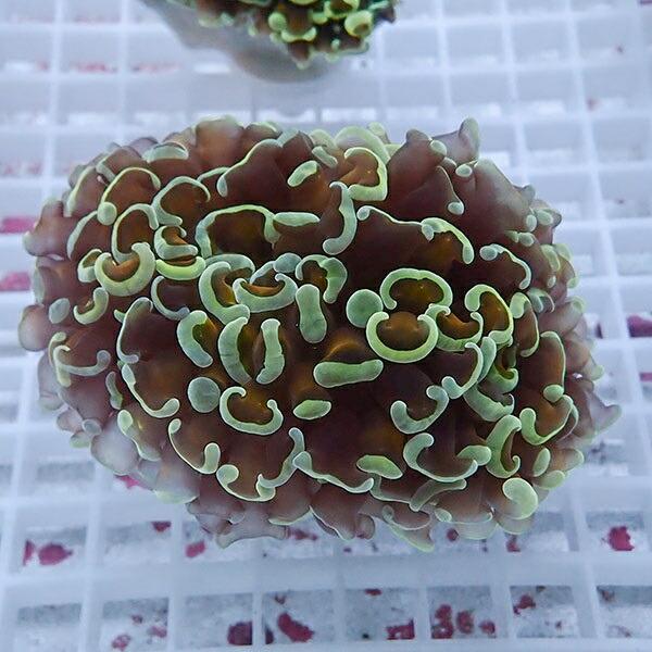 50 Off サンゴ現物273 ナガレハナサンゴ 15時までのご注文で当日発送 再再販 Www Muslimaidusa Org