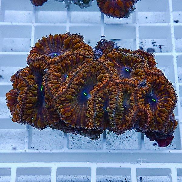 【サンゴ現物5】オオタバサンゴ(B-3090) 海水魚 サンゴ 生体