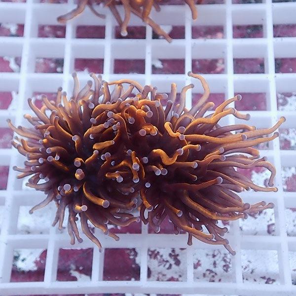 フラワーコーラルフラグ ゴールドトーチ B 3448 海水魚 サンゴ 生体 品質のいい