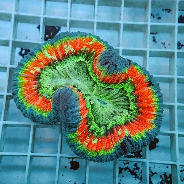 ブレインコーラル B 4098 海水魚 サンゴ 生体 アウトレット 送料無料