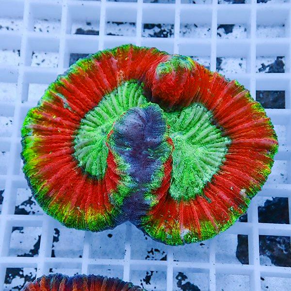 ブレインコーラル B 4101 海水魚 サンゴ 生体 超大特価