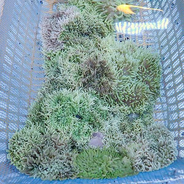 サンプル】シライトイソギンチャク 7-10cm±!15時までのご注文で当日