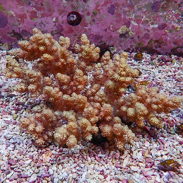 サンゴ現物3】キバナトサカ 15-12cm 沖縄産!15時までのご注文で当日