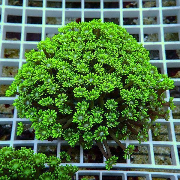 【サンゴ現物23】ハナガササンゴ(B-4635) 海水魚 サンゴ 生体 | 