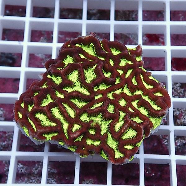 【サンゴ現物27】キクメイシsp. (B-4792) 海水魚 サンゴ 生体 | 