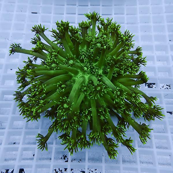 【現物9】コモチハナガサ!15時までのご注文で当日発送【サンゴ】(t140 | 