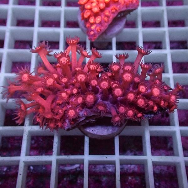 【現物6】コモチハナガサ!15時までのご注文で当日発送【サンゴ】(t140 | 