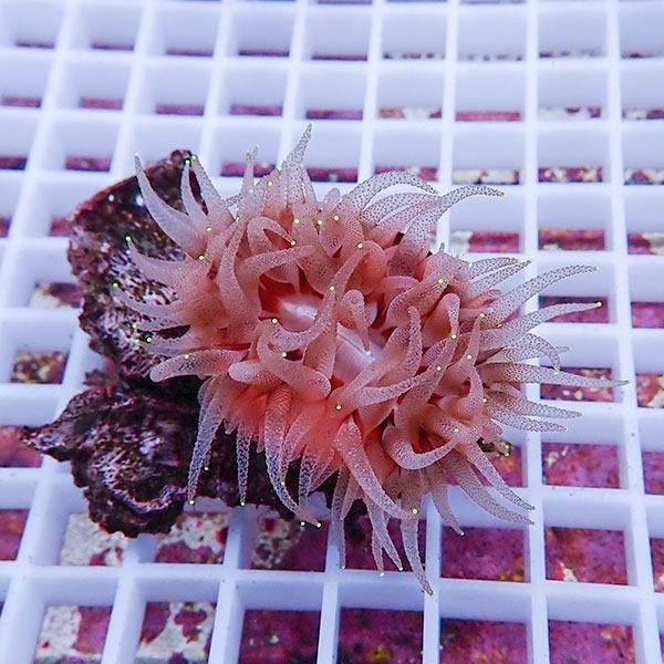 サンゴ現物6】ウチウラタコアシサンゴ ピンク (B-4850) 海水魚 サンゴ