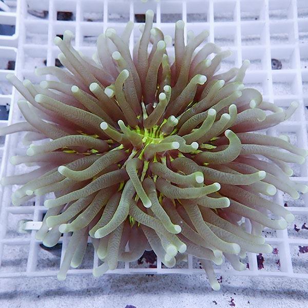 サンゴ現物13】パラオクサビライシ (B-4899) 海水魚 サンゴ 生体