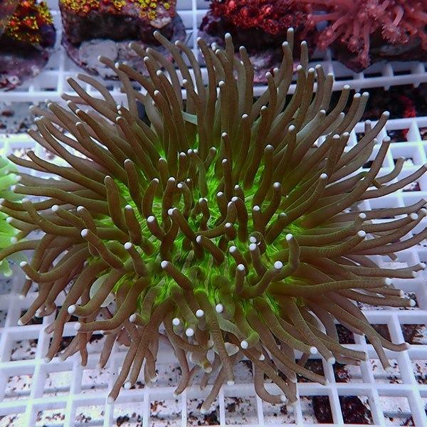 サンゴ現物18】パラオクサビライシ (B-4904) 海水魚 サンゴ 生体