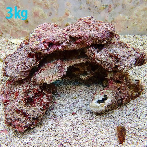 サンプル ライブロック 1kgの価格 B 4964 海水魚 サンゴ 生体 B 4964 アクアギフト 通販 Yahoo ショッピング