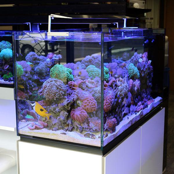 全国配送対応 オーバーフロー水槽 P1 ペニンシュラ 1 横 55 奥 60 高 Cm C 1709 海水魚 海水魚 P1 ペニンシュラ サンゴ 生体 C 1709 アクアギフト