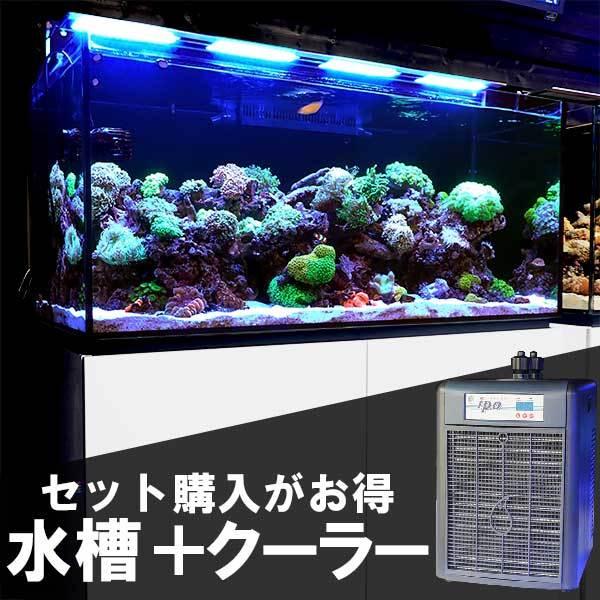 ブランドのギフト 海水魚 サンゴ 生体 サンゴ 海水魚 1 横 55 奥 55 高 Cm クーラーセット C 5002 全国配送対応 オーバーフロー水槽 生体はアクアギフトにお任せ 水槽 Albinofoundation Org