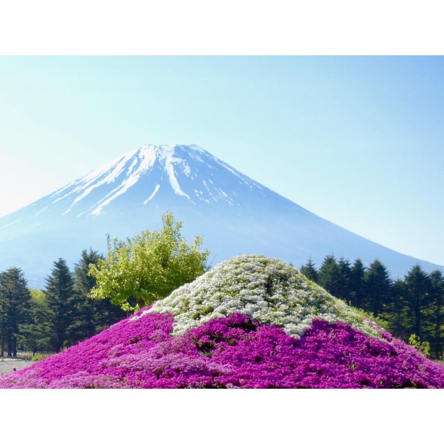 芝桜 人気の6種類の中から3種類を10株づつ選べる、合計30株お得