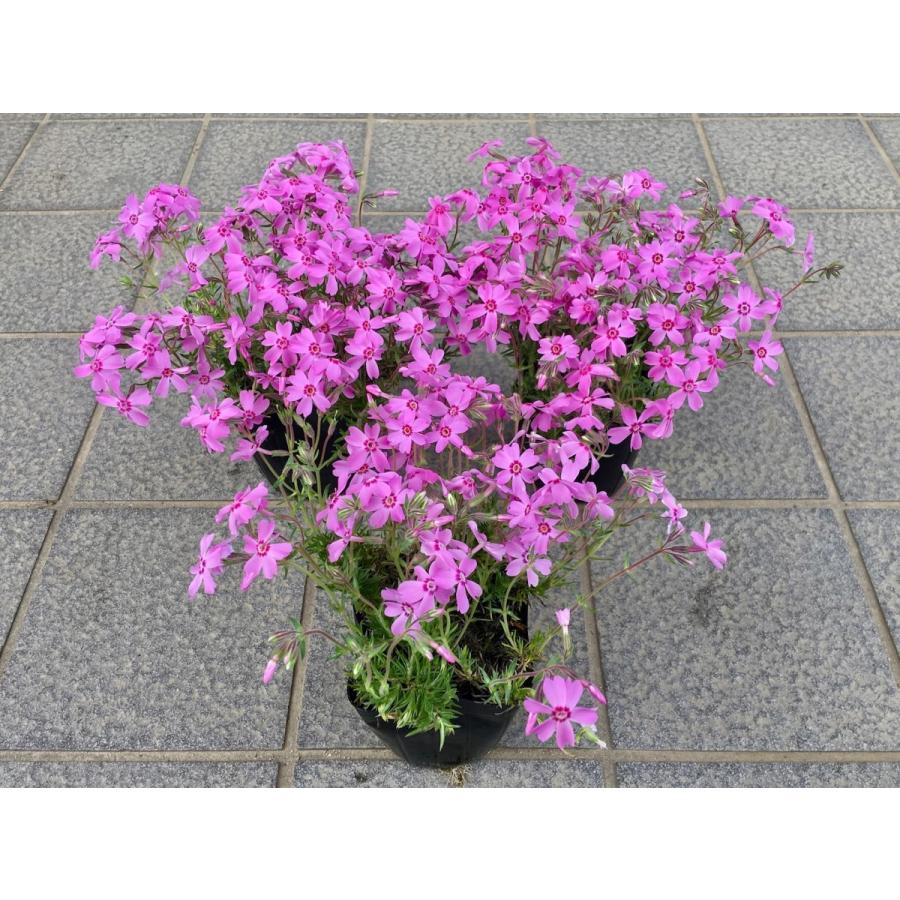 マナテック　10個　芝桜 初回限定】芝桜お試しセット（10Pot） | お試しセット | 芝桜専門店