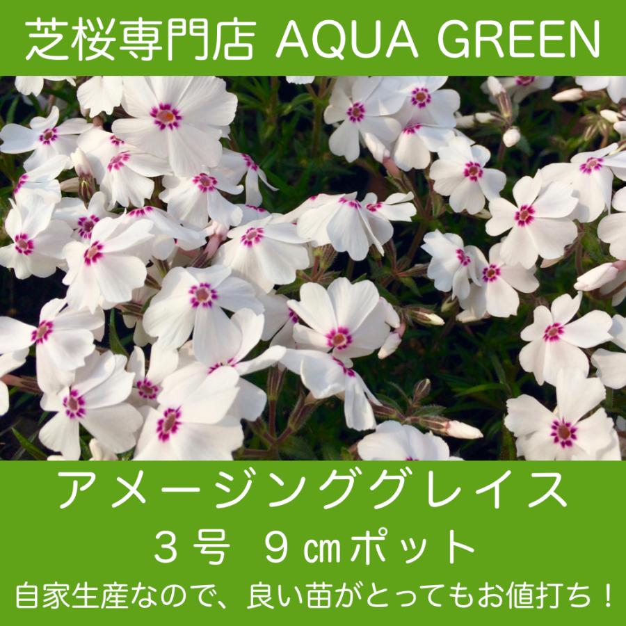 4周年記念イベントが 芝桜 シバザクラ アメイジング グレイス 10株 9センチ 3号