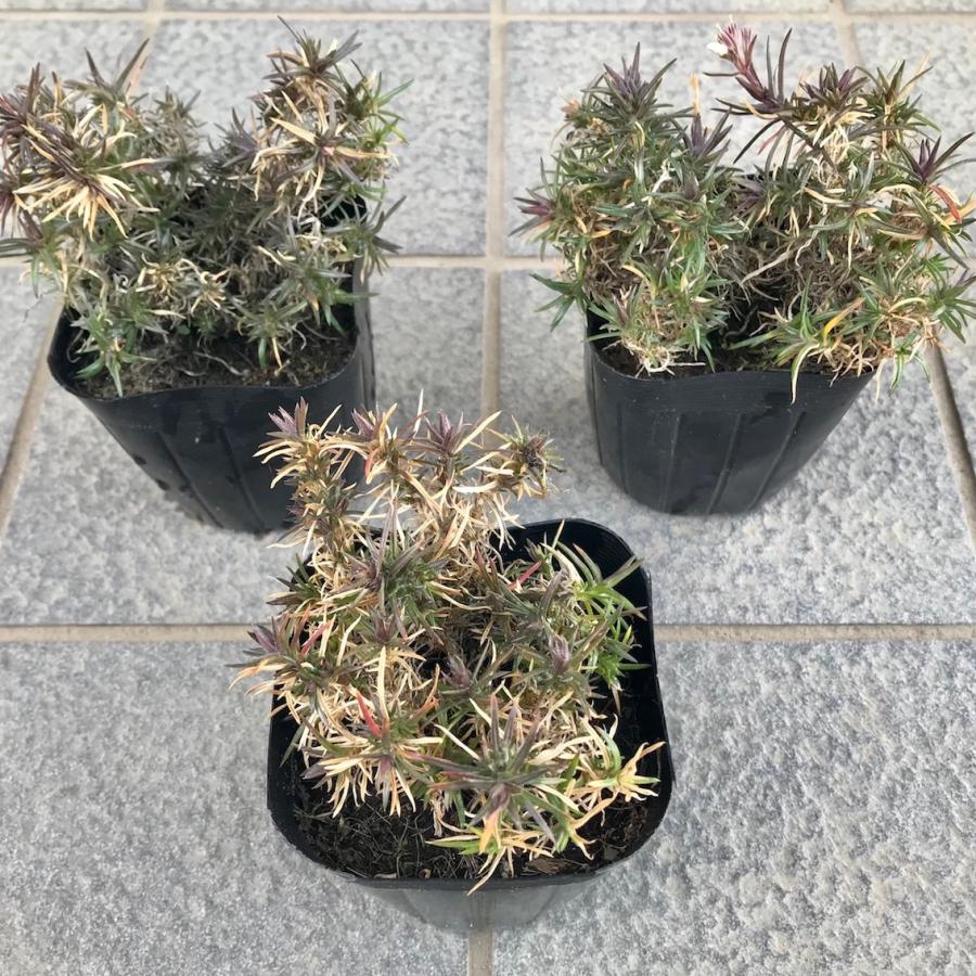 芝桜（シバザクラ）アメイジング グレイス 30株 送料無料（沖縄県 離島