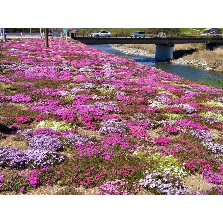 芝桜（シバザクラ）アメイジング グレイス 1株 9センチ 3号ポット