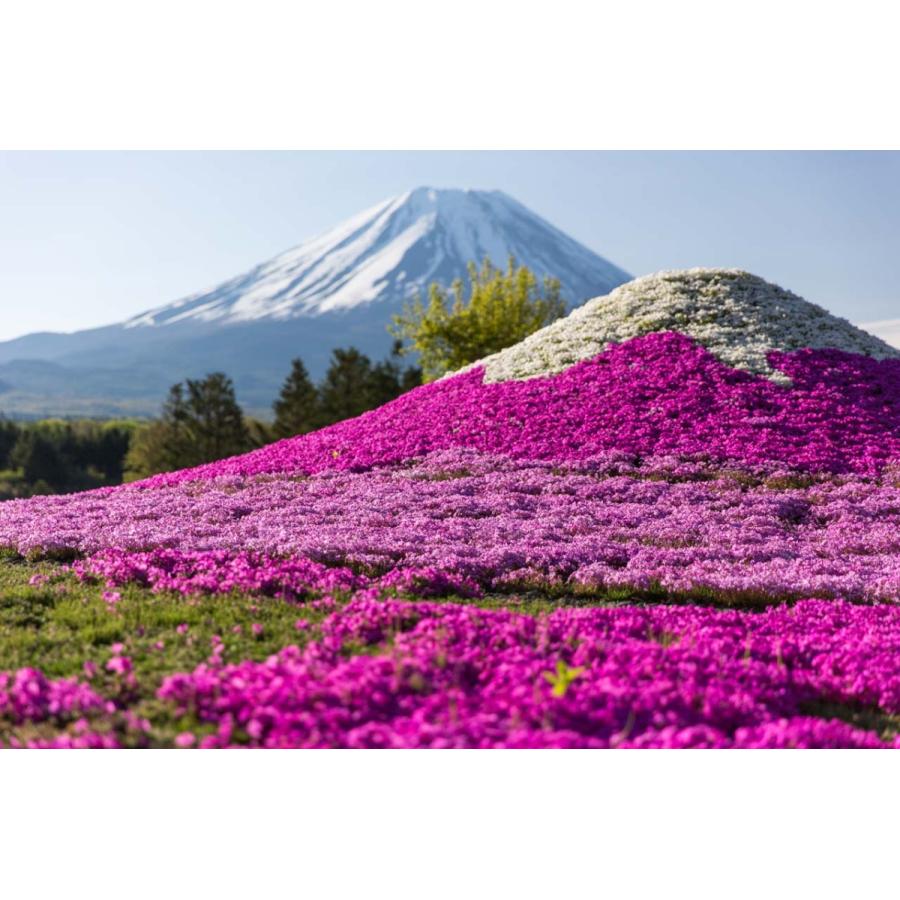どでかサイズ　アメイジンググレース③ 芝桜（シバザクラ）アメイジング グレイス 1株 9センチ 3号ポット