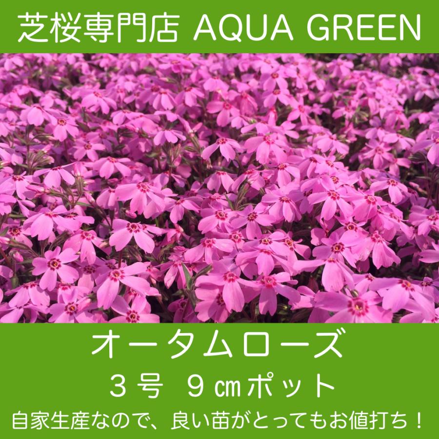 芝桜（シバザクラ）オータムローズ（明るいピンクの花）10株 9