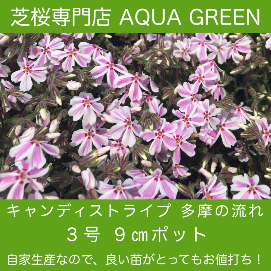 芝桜（シバザクラ）キャンディストライプ（多摩の流れ）1株　９センチ３号ポット レビューを書いて芝桜に良い特典肥料あり！自家生産なので 高品質 最安値！ | 