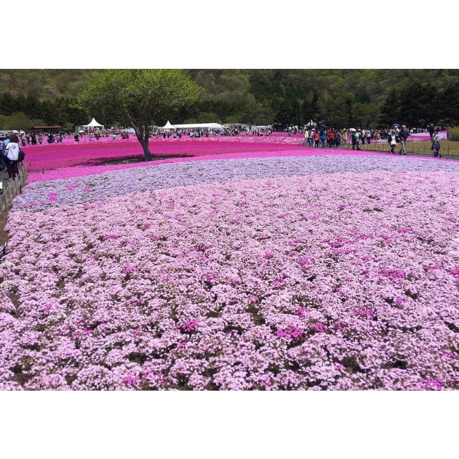 芝桜（シバザクラ）キャンディストライプ（多摩の流れ）10株　9センチ３号ポット レビューを書いて芝桜に良い特典肥料あり！自家生産なので 高品質 最安値！｜aquagreen｜04