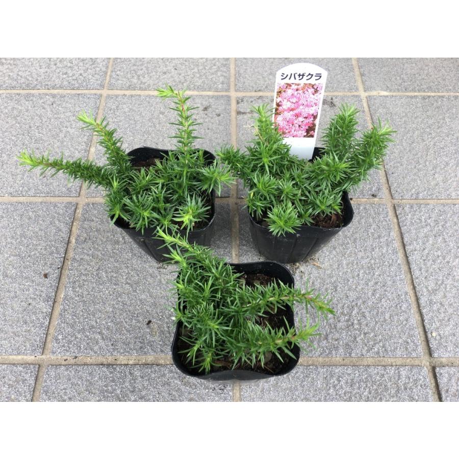 芝桜（シバザクラ）キャンディストライプ（多摩の流れ）1株　９センチ３号ポット レビューを書いて芝桜に良い特典肥料あり！自家生産なので 高品質 最安値！ |  | 01