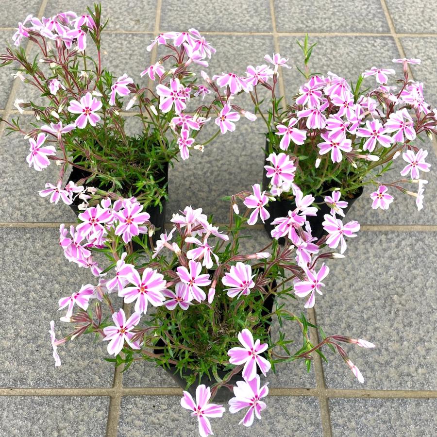 フリーセアキャンディストライプレア品種子株　切り苗 キャンディストライプ苗＆濃いピンク苗 芝桜2種 - メルカリ