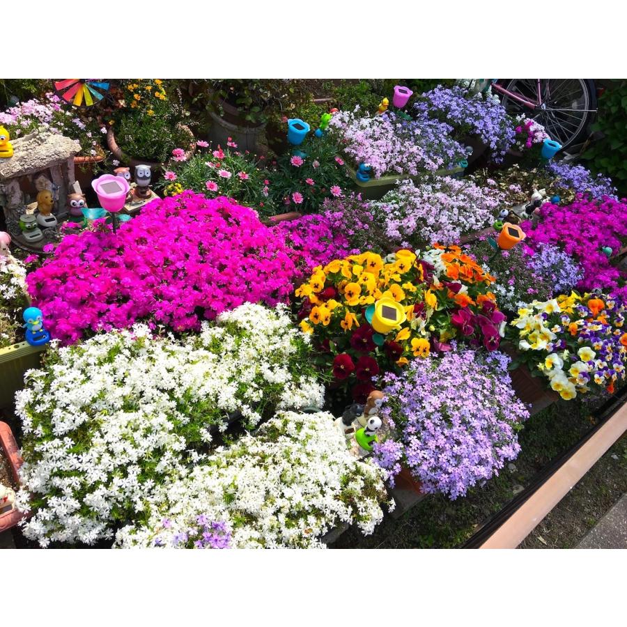 芝桜（シバザクラ）キャンディストライプ（多摩の流れ）1株　９センチ３号ポット レビューを書いて芝桜に良い特典肥料あり！自家生産なので 高品質 最安値！ |  | 05