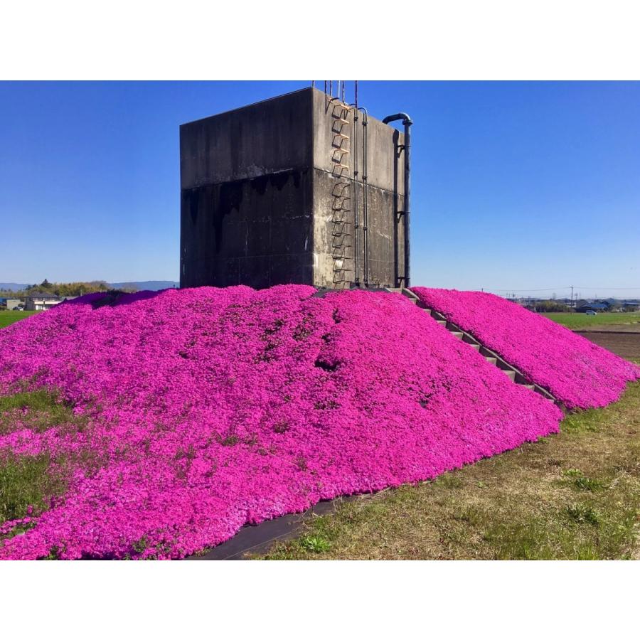 芝桜（シバザクラ）ダニエルクッション30株 送料無料（沖縄県 北海道 離島は別途必要）９センチ３号ポット レビューを書いて、芝桜に良い特典肥料あり！｜aquagreen｜06