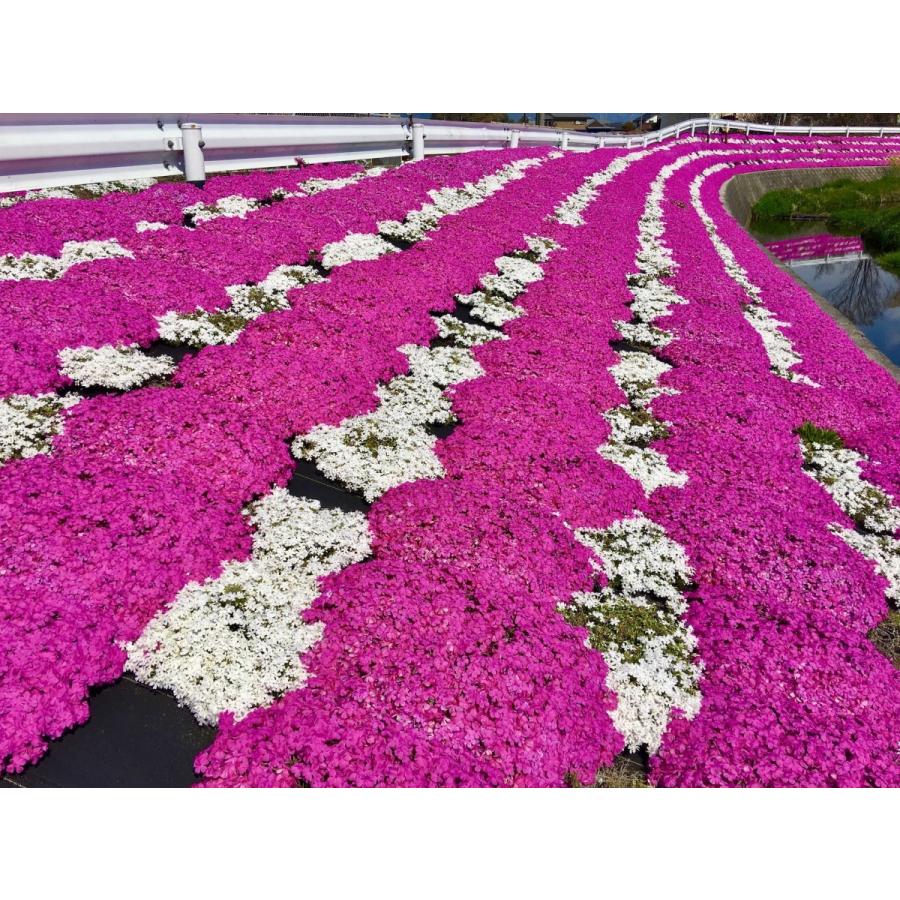 芝桜（シバザクラ）ダニエルクッション40株 送料無料（沖縄県 北海道 離島は別途必要です） ９センチ３号ポット レビューを書いて芝桜に良い特典肥料あり！｜aquagreen｜05