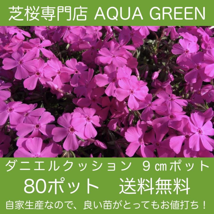芝桜（シバザクラ）ダニエルクッション80株 送料無料（沖縄県 北海道 離島は別途必要）9センチ3号ポット レビューを書いて、芝桜に良い特典肥料あり！（Yahoo!・AQUA GREEN）