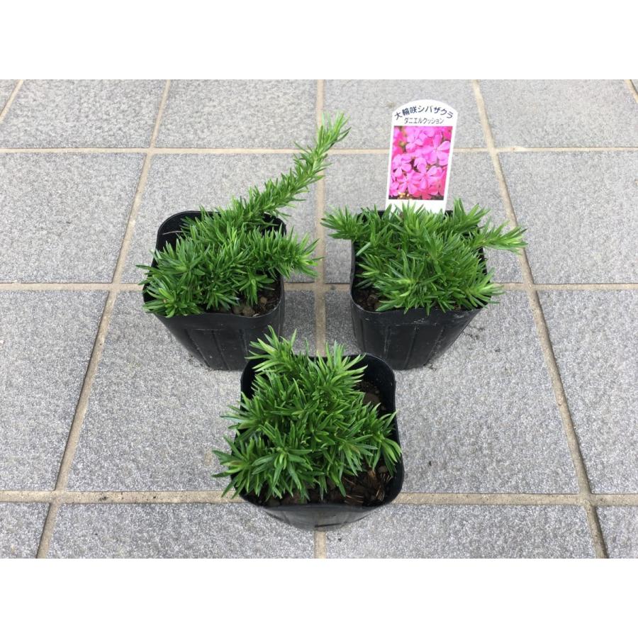 芝桜(シバザクラ)ダニエルクッション 1株 9センチ 3号 芝桜(シバザクラ)ダニエルクッション 1株 9センチ 3号