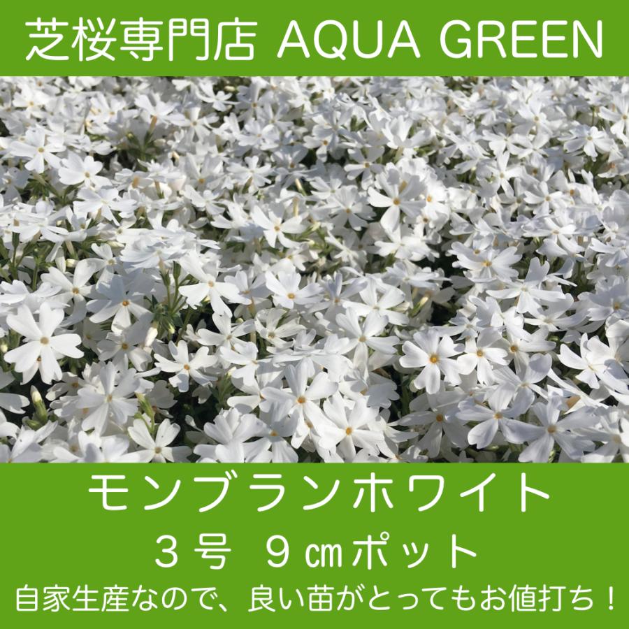 芝桜 シバザクラ モンブランホワイト 白い花 10ポット 高品質 最安値 Mw10 Aqua Green 通販 Yahoo ショッピング