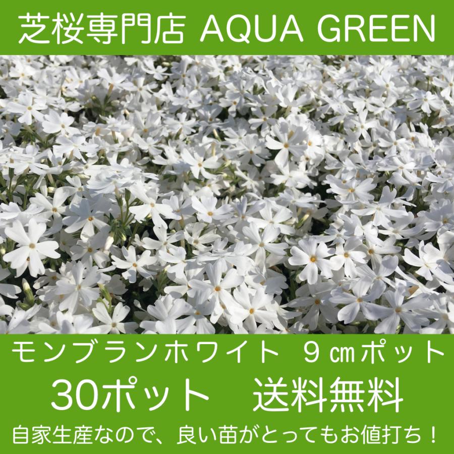 芝桜（シバザクラ）モンブランホワイト 30株 9センチ３号ポット 送料無料！ （沖縄県・離島は別途必要）レビューを書いて芝桜に良い特典あり！ 高品質 最安値！（Yahoo!・AQUA GREEN）