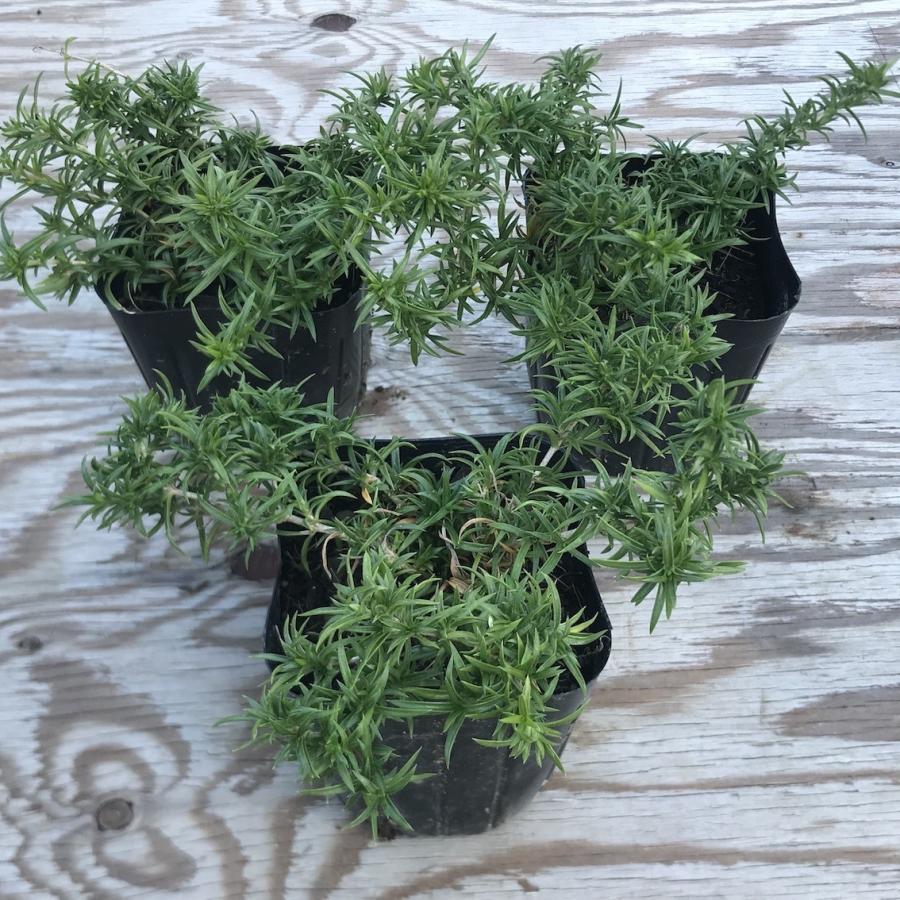 芝桜（シバザクラ）30株セット オーキントンブルーアイ 送料無料