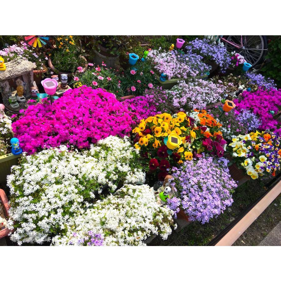 初めての芝桜　お試し15株セット！！　選べる3種類　×　5ポット　お得な1480円　※送料別　レビューを書いて芝桜に良い特典肥料あり！ |  | 10