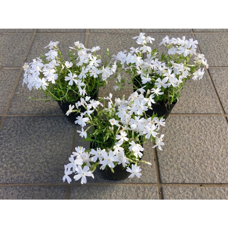 初めての芝桜　お試し15株セット！！　選べる3種類　×　5ポット　お得な1480円　※送料別　レビューを書いて芝桜に良い特典肥料あり！ |  | 04
