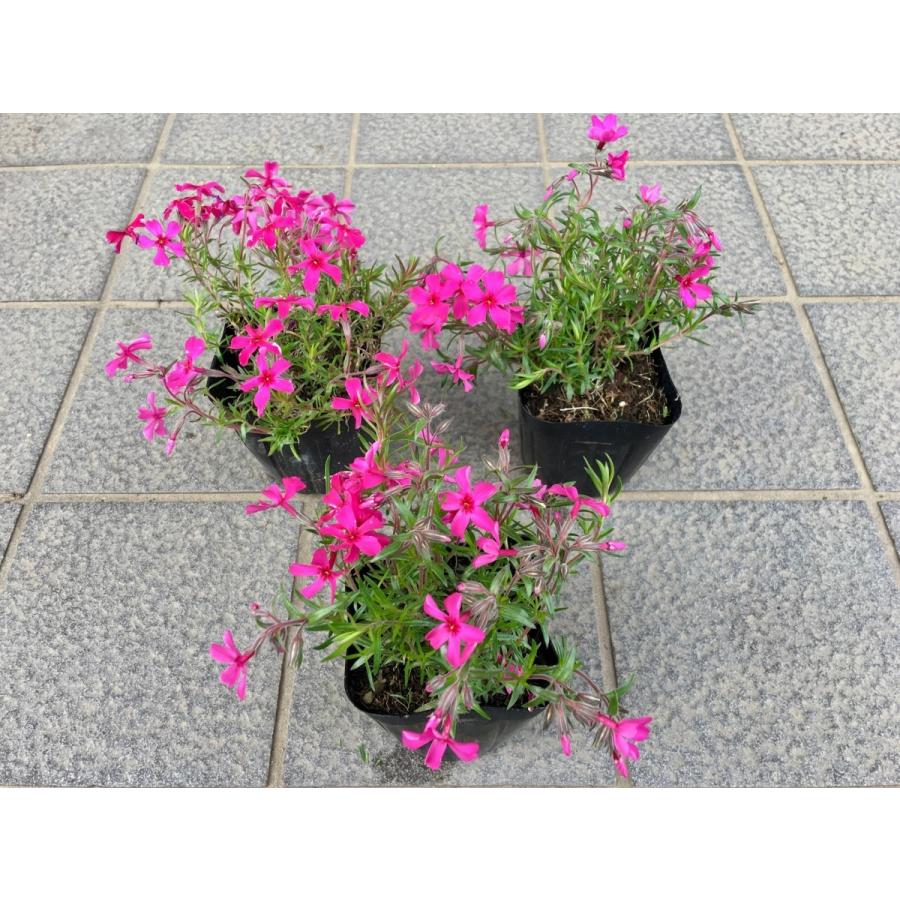 初めての芝桜　お試し15株セット！！　選べる3種類　×　5ポット　お得な1480円　※送料別　レビューを書いて芝桜に良い特典肥料あり！ |  | 05